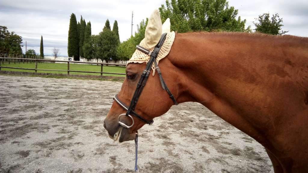 
				Jasen znak spro&scaron;čenosti in potrditev, da je kontakt na lonži pravilen, je rahlo bela, spenjena slina na ustnicah konja. Slednje se včasih dogaja tudi, ko lonžiramo brez brzde. 			