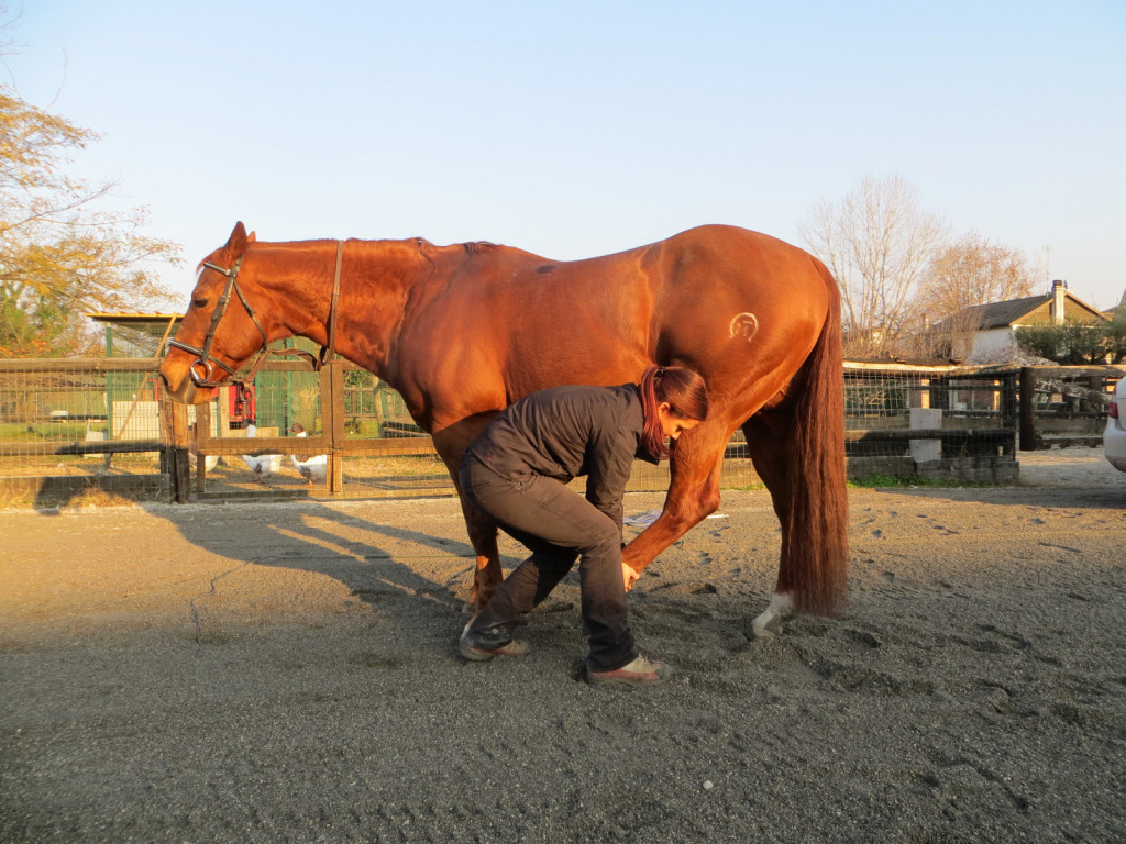 
				V praksi je vedno bolj v uporabi lonžiranje ali delo na tleh v kombinaciji z delom na konjevem telesu (bodywork) že med treningom. Kombinacija gimnastičnih vaj treninga s tehnikami dela na telesu omogoča hitrej&scaron;i napredek pri spro&scaron;čanju in aktiviranju konja. (Foto: Katja Porenta)			