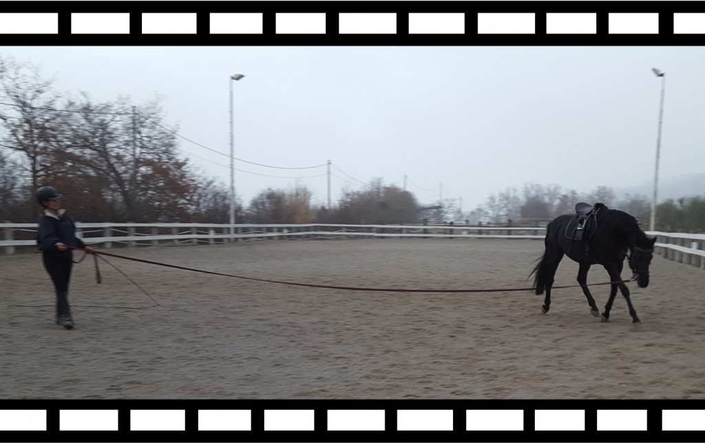 
				Za bolj&scaron;e zavedanje drže, mimike in gibanja, s tem pa sporočil, ki jih posredujemo konju preko svojega telesa, se občasno snemajte, ko lonžirate svojega konja.			