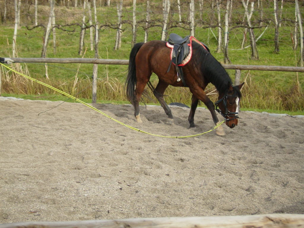 
				Pogosta začetni&scaron;ka napaka med lonžiranjem: lonža je brez kontakta, preveč popu&scaron;čena. Konj preko tak&scaron;nega kontakta slab&scaron;e razume informacije, ki jih želimo posredovati preko lonže, kot so npr. polparade, ali celo stopi na lonžo in se po&scaron;koduje.			