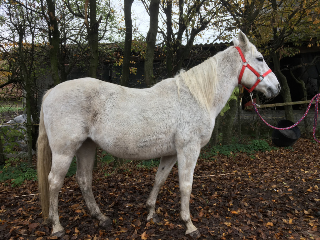 
				Navada gibanja z usločenim hrbtom in dvignjeno glavo postane pri nekaterih konjih lahko tako ukoreninjena, da preide v njihovo naravno držo. To je mogoče popraviti s sistematičnim treningom.			