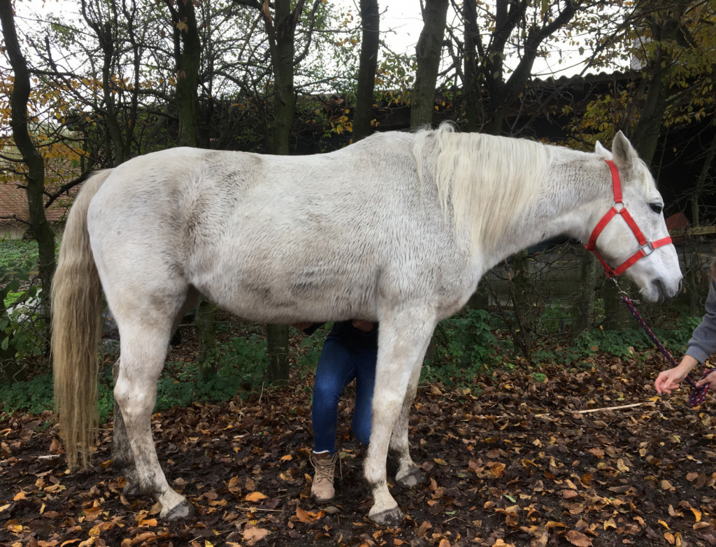 
				Del skrbi za zdravo hrbtenico so tudi refleksne vaje, s katerimi konja spodbudimo, da aktivira trebu&scaron;ne mi&scaron;ice in dvigne hrbet. 			