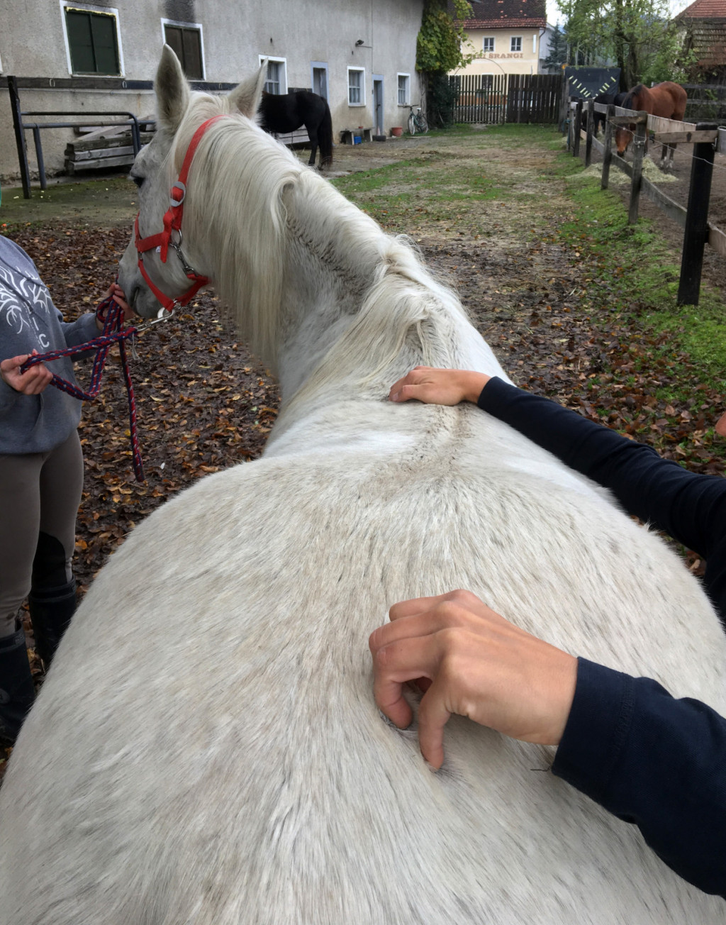 
				Stranska gibljivost med posameznimi vretenci je sicer zelo majhna, vendar pa je hrbet kot celota sposoben kar konkretne lateralne fleksije. Ta je nepogre&scaron;ljiva pri pravilnem previjanju, stranskih hodih in razvijanju zbranosti. 			