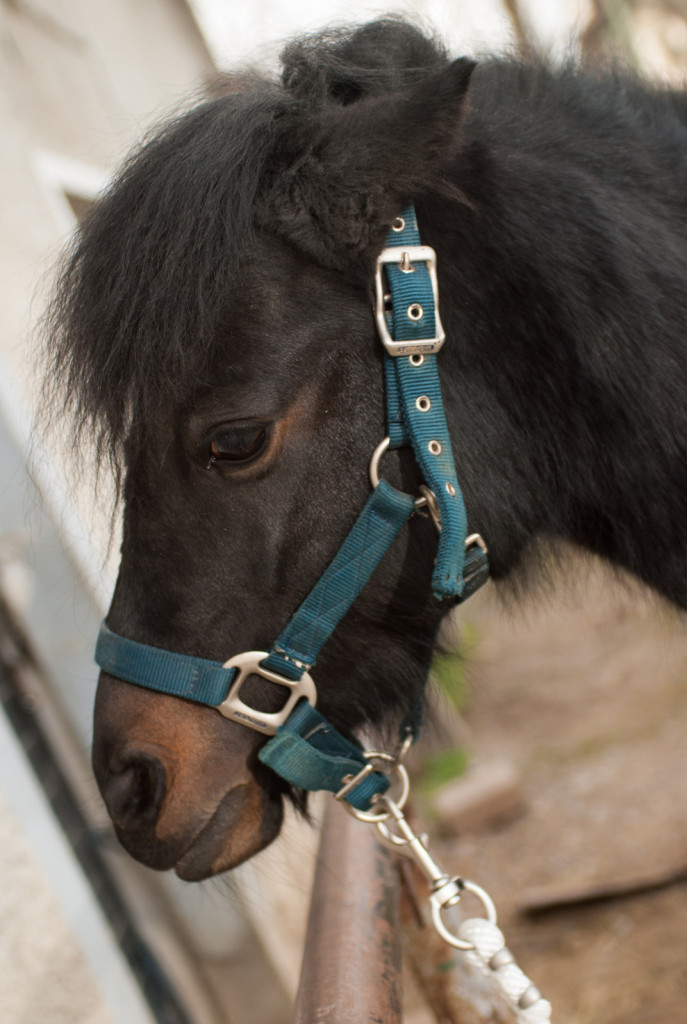 
				Vedno bodimo pozorni na izraz na konjevem obrazu in na to, kaj nam sporoča.			