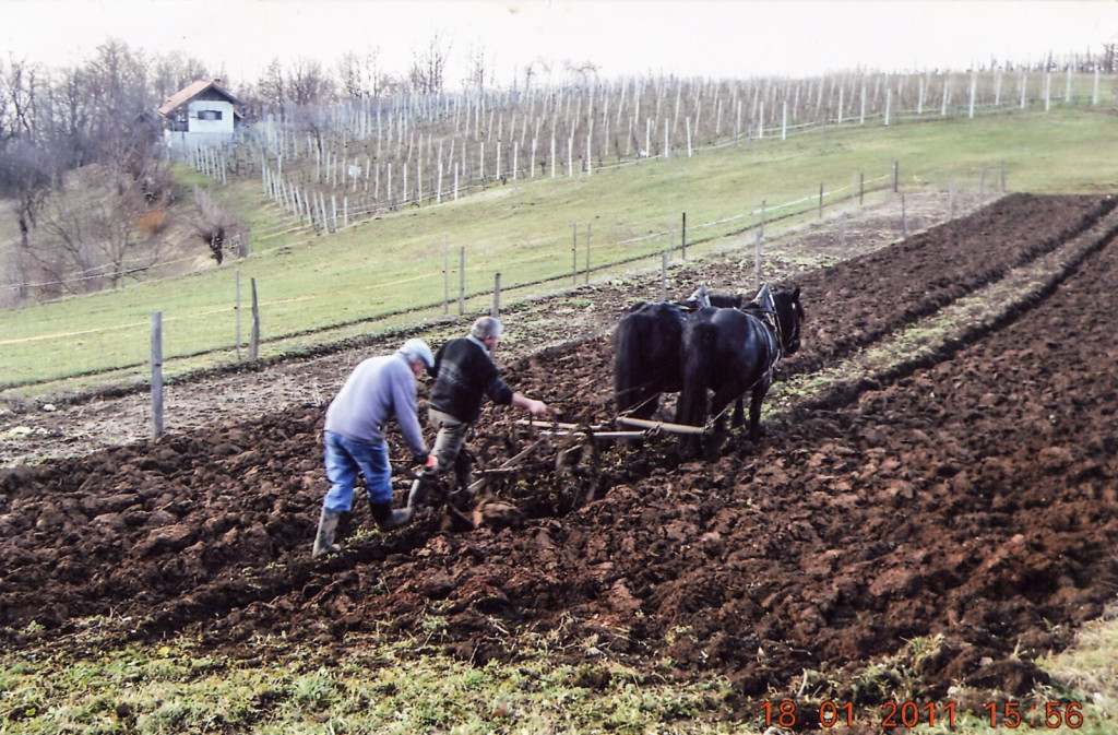 
				Posavski konj kot vsestransko uporaben majhen konj, partner in pomočnik človeku pri različnih opravilih in v prostem času. (Foto: Anton Frankovič)			
