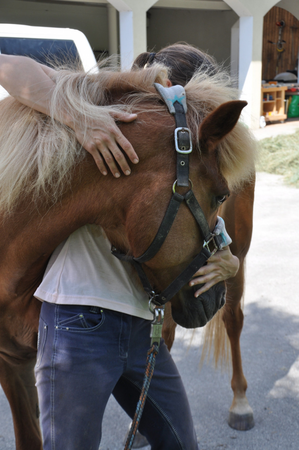 
				Preverjanje gibljivosti vratu in konjevega odziva na manipulacijo			