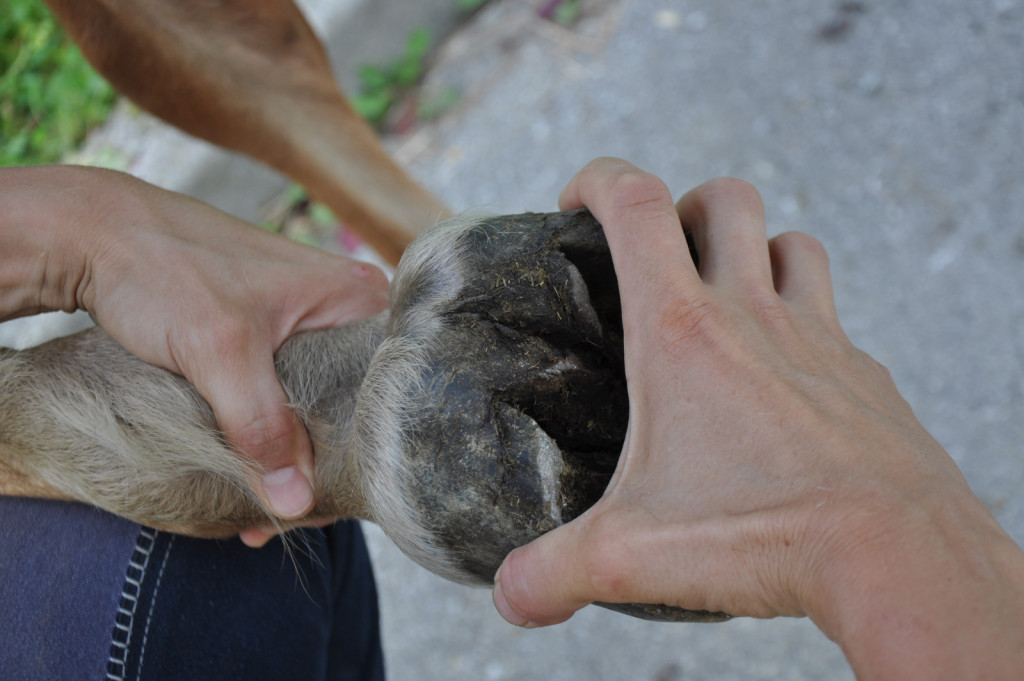 
				Pri terapiji se ukvarjamo s celim konjem, tudi s kopiti.			