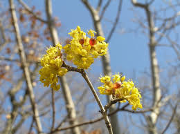 foto-narava.com - /Rumeni dren