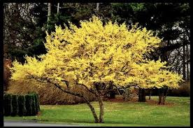 Zdrav in trden kot dren