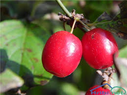 Rumeni dren (Cornus mas) - Slika - 2778