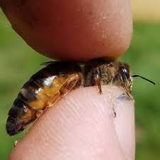 Virgin Queen Carnica (Carniolan) Bees - Queen Production - ApisQueen