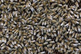 A Lot Of Bees Sit On Honeycomb With Honey Closeup Stock Photo, Picture And Royalty Free Image. Image 81355994.