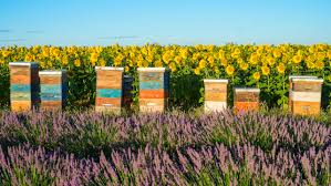 Choosing the Right Type of Beehive