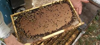 Keeping your beehives free of disease | Agriculture and Food