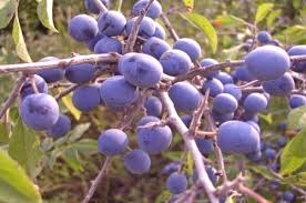 Rezultat iskanja slik za divj sliva