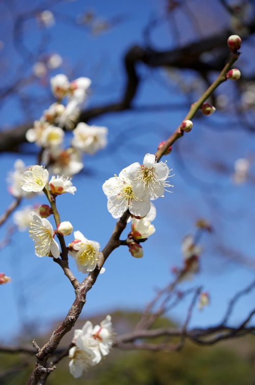 Rezultat iskanja slik za plavkica sliva cvetje