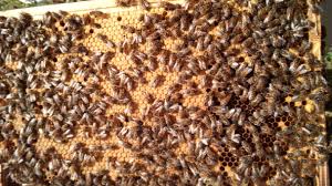 Preventiva in odpornost, higiensko vedenje in imunski sistem čebel