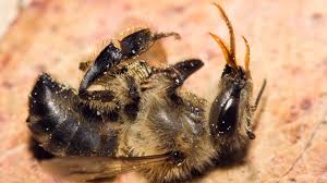 Rezultat iskanja slik za colaps bee colony