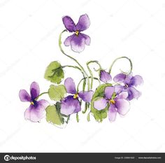 Download - Bouquet of violets. Watercolor composition. Flower backdrop. Decoration with blooming violets, hand drawing.  Illustration. &mdash; Stock Image