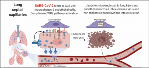... In ta literatura je bila večinoma na voljo preden so bila cepiva Covid dana v uporabo