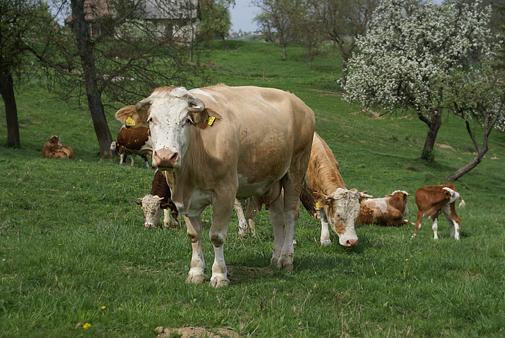 Mleko je za teličke, ne za ljudi
