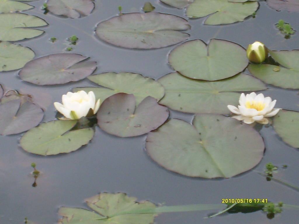Šesto novo duhovno spoznanje