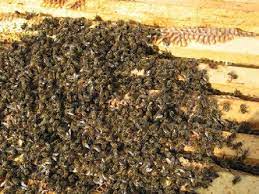 Evaluating Dead Colonies | Bee Culture