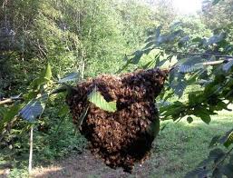 Lastniki zemlji&scaron;č morajo dovoliti čebelarjem, da poberejo svoje roje čebel  - pivka.si