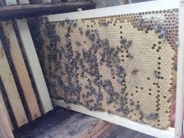 Čebelje mlade družine