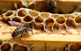 Zaradi vremena v težavah (tudi) čebele