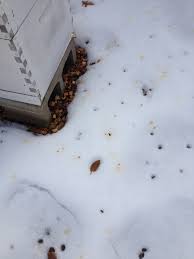 10 Reasons Beehives Die in the Winter Keeping Backyard Bees