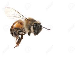 Macro Image Of Common Honey Bee From North America Flying On White Background Stock Photo, Picture And Royalty Free Image. Image 3634211.