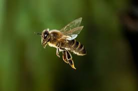 Maths explains how bees can stay airborne with such tiny wings | New Scientist