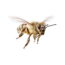 Printed vinyl Flying Bee | Stickers Factory