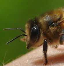 How far does a bee fly & how does it navigate? | British Beekeepers Association