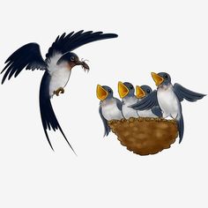 cartoon,cute,swallow,little swallow,vernal equinox,feeding,swallow nest,cute clipart,cartoon clipart,mother clipart