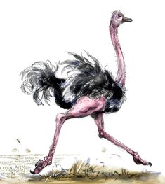 This contains an image of: Birds