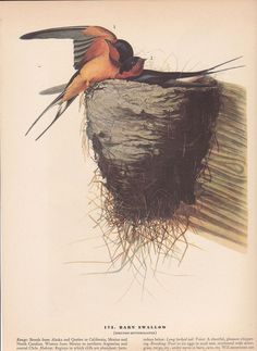 1942 Vintage AUDUBON BIRDS #173 
