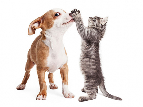 Veterinarske Storitve | Zamba Veterina | Celje | Sterilizacija | Kastracija