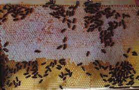 SLADKORNI SIRUP ZA ZIMSKE ZALOGE