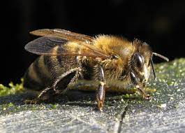 Apis m. carnica Morfolo&scaron;ke značilnosti kranjske čebele - Apis mellifera  carnica
