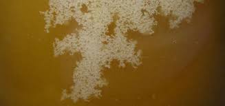 Why Does Honey Crystallize and Go Hard? | BeehiveHero