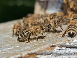 Čebele se učijo in učijo