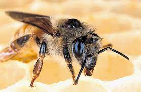 Pametni čebelnjak | Dnevnik