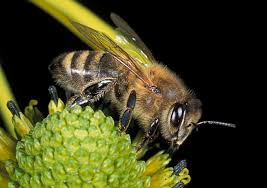 Čebelarski terminolo&scaron;ki slovar na In&scaron;titutu za slovenski jezik Frana  Ramov&scaron;a ZRC SAZU