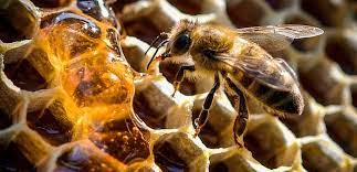 Čebelarjenje je prednost okoljskega standarda