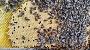 Queen bees and bees &ndash; Čebelarstvo Pislak Bali, Adela Pislak Bali s.p.