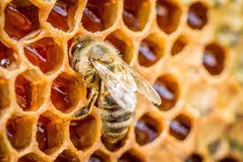 What do Bees Need in the Winter? | Kellogg Garden Organics&trade;