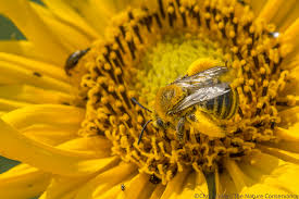 Zdravstvene koristi sončnice za čebele