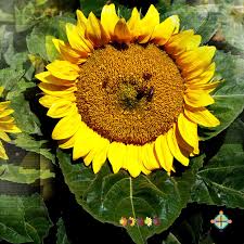 Sunflower Seeds - FleuroSun Compacts - Compact Landscape – Copsley Ornamentals